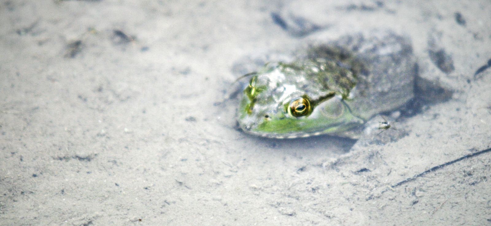 close-up of a frog submersed in water