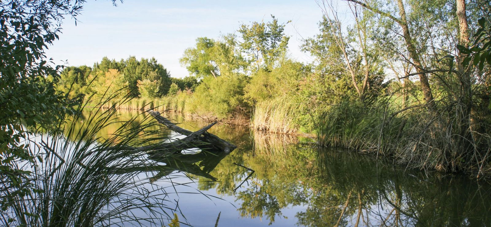 Iowa waterway with surrounding foliage