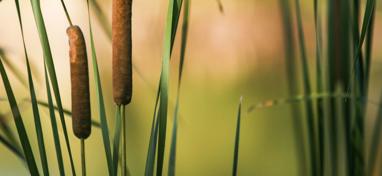 Close-up of cattails plant