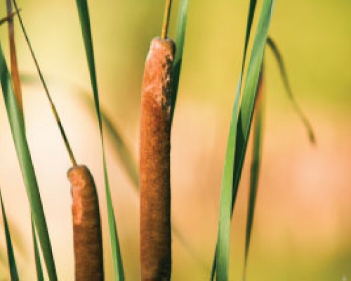 close-up of Cattail plant